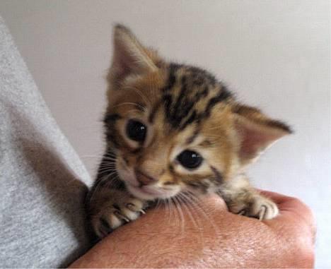 Blanding af racer LION - JEG ER SEJ, hej hej. billede 1