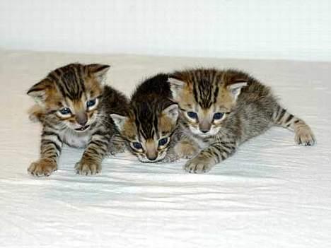 Blanding af racer LION billede 2