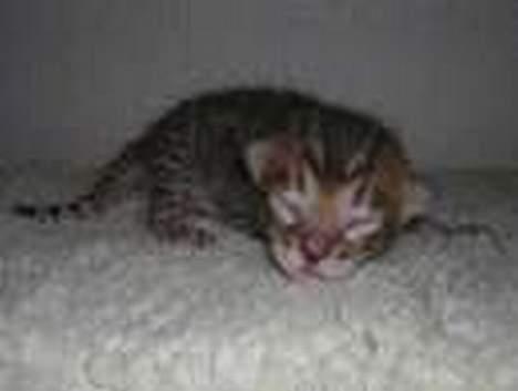 Blanding af racer LION billede 5