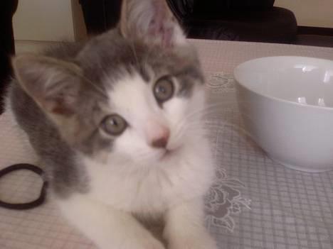 Blanding af racer Junior - Er jeg ikke kær?? :o) billede 6