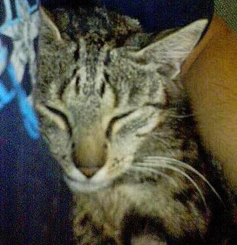 Blanding af racer Frida billede 1