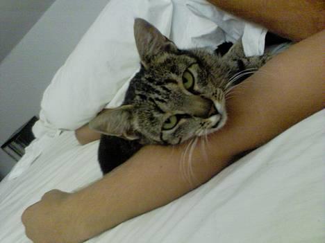 Blanding af racer Frida billede 2