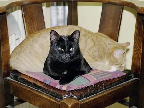 Huskat Anubis billede 1