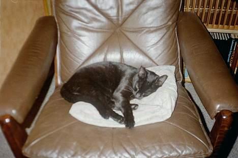 Huskat Anubis billede 2