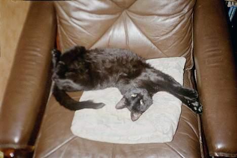 Huskat Anubis billede 3