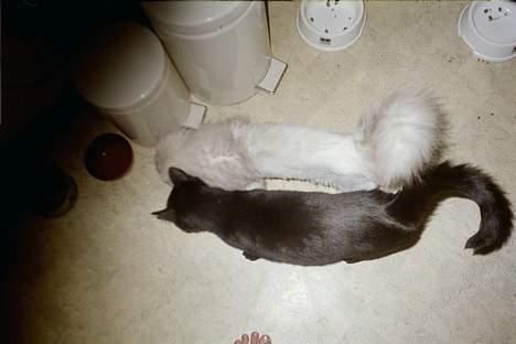 Huskat Anubis billede 4