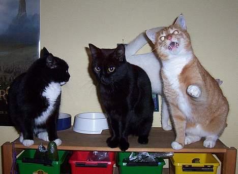 Huskat Anubis billede 5