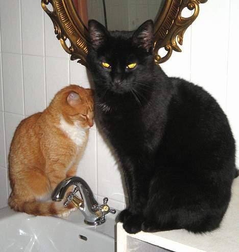 Huskat Anubis billede 6