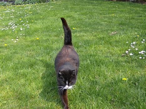 Huskat Sorte Mis - død :'( - Sorte <3 27-4-07 billede 1