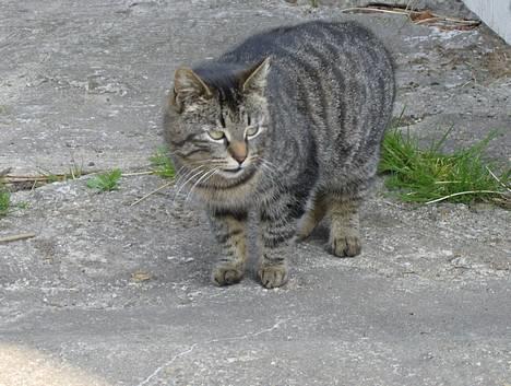 Huskat Stribe - Stribe <3 27-4-07 billede 1