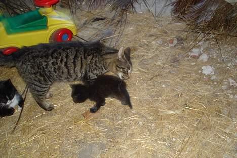 Huskat Stribe - Stribe & Black Jack (hendes ene killing) og sortes hoved kan man lige se. billede 2