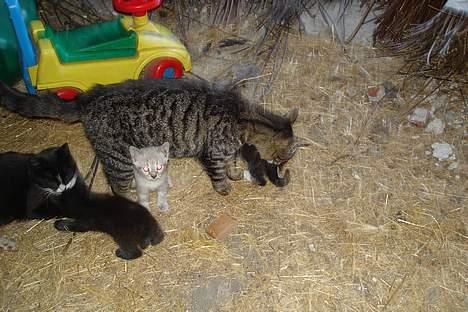 Huskat Stribe - Stribe & hendes killinger billede 3