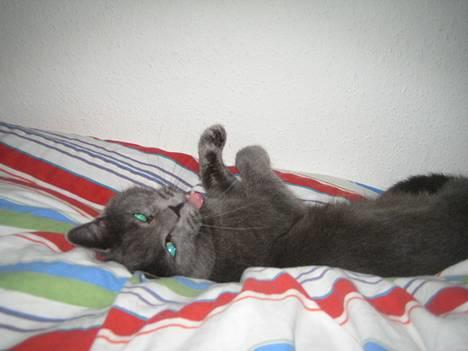 Huskat Oscar - Her er jeg billede 1