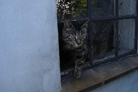 Huskat Stribe - Stribe billede 4