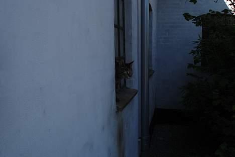 Huskat Stribe - Striben  billede 5