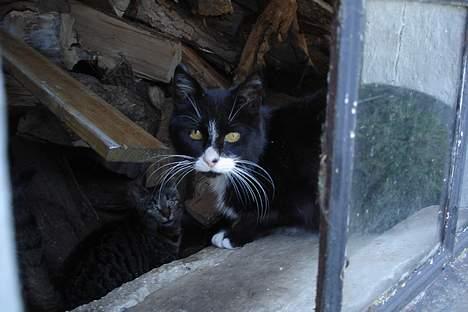 Huskat Sorte Mis - død :'( - Jaa, jeg sidder lige her i vinduet, dejligt billede 6