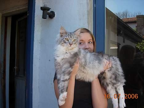 Maine Coon DK coon Vally`s Alaska - her holder "mor" mig billede 5