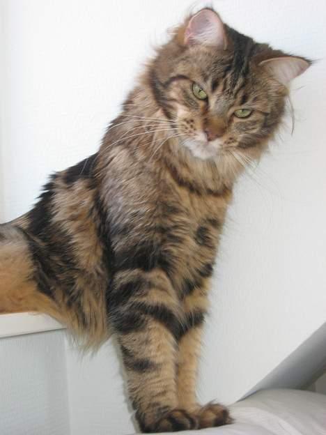 Maine Coon Ally R.I.P - Strækker mig lige lidt..  billede 8