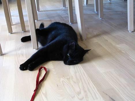 Huskat Pjevsen - ligger bare og dovner . billede 2