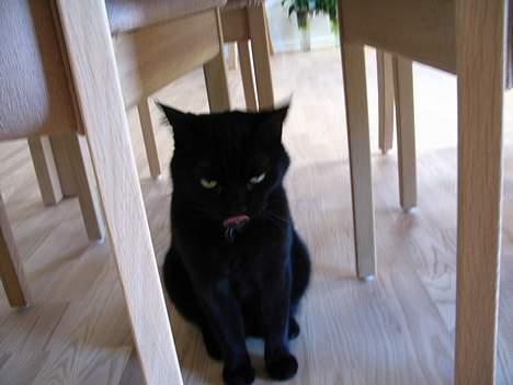 Huskat Pjevsen - åh , det smager godt ,! billede 3