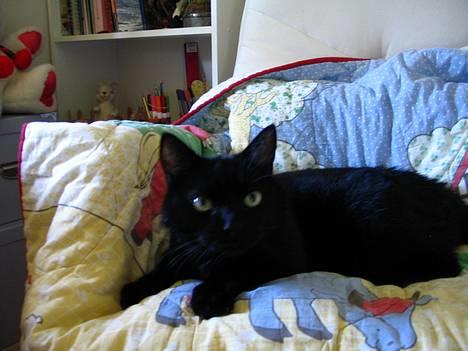 Huskat Pjevsen - stener blik , billede 4