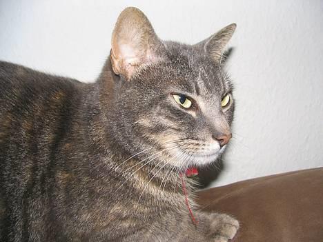 Huskat Venus (død d. 21/3-07) billede 1