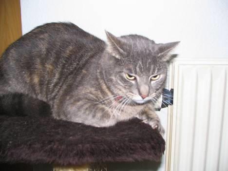 Huskat Venus (død d. 21/3-07) billede 2