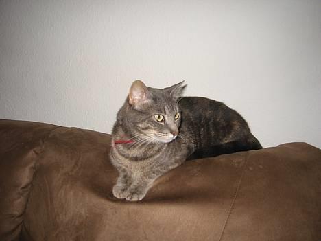 Huskat Venus (død d. 21/3-07) billede 3