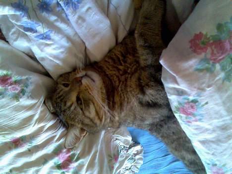 Huskat Børge *ikke min længere* - Mmmm man sover godt her.... billede 3