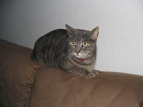 Huskat Venus (død d. 21/3-07) billede 4