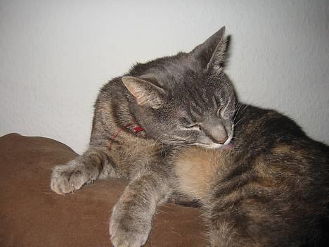 Huskat Venus (død d. 21/3-07) billede 5