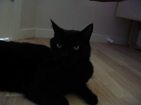 Huskat Pjevsen - ligger bare på gulvet ,. hehe billede 5