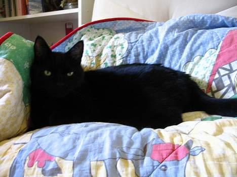 Huskat Pjevsen - ligger i min stol på steffi´s værelse , lækkert ,! billede 6