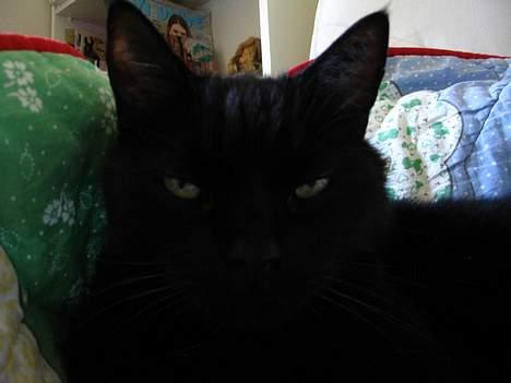 Huskat Pjevsen - se mig tæt på ,. billede 8