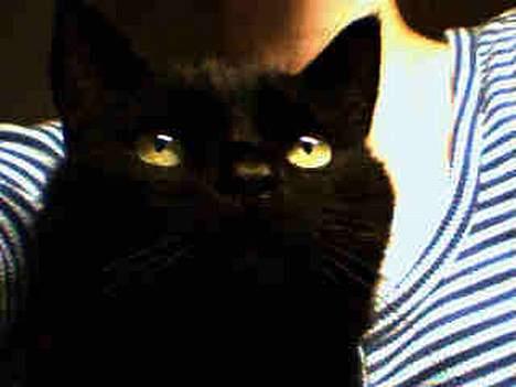 Huskat Pjevsen - sidder bare og stiger ,. billede 9