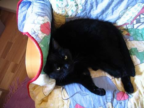 Huskat Pjevsen - kæft katten dovner ,! billede 10