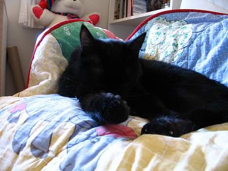 Huskat Pjevsen - og han gør det igen , som altid ,. billede 11