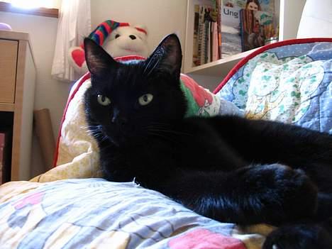 Huskat Pjevsen - hva er det der er der henne ,? billede 12