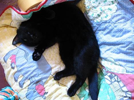 Huskat Pjevsen - man bliver træt af at lave ingenting ,. hi billede 13