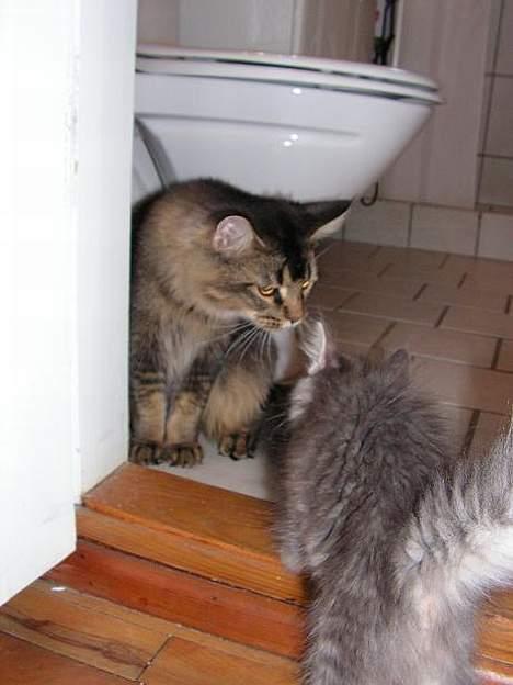 Norsk Skovkat Balou - Færste møde, det gik stille og roligt de første 10 minutter, herefter blev Loke mere sur og skulle vise han var boss billede 2