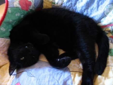 Huskat Pjevsen - åh jeg elsker at sove ,.  billede 14