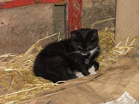 Huskat Chazer RIP billede 14