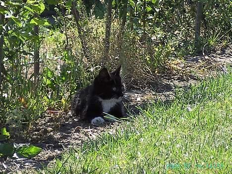 Huskat Chazer RIP billede 15