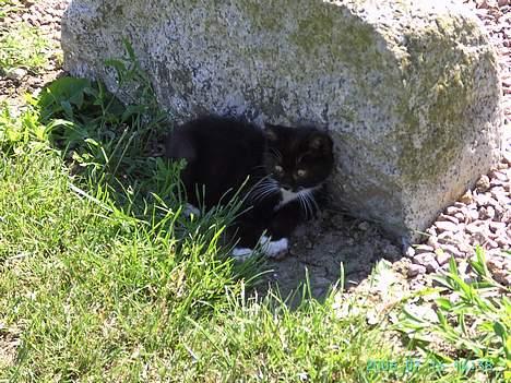 Huskat Chazer RIP billede 16