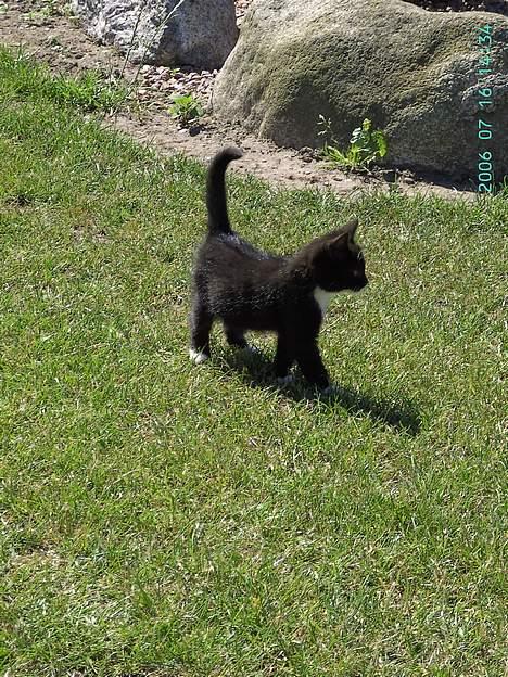 Huskat Chazer RIP billede 17