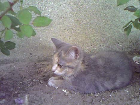 Huskat  * (¯`'RAJA'´¯) * - Der er intet så skønt som at ligge i haven... billede 17