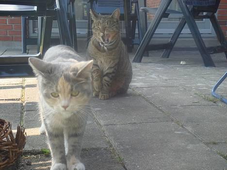 Huskat  * (¯`'PJÆVS'´¯) * - Uhm ... lækker bagdel billede 13