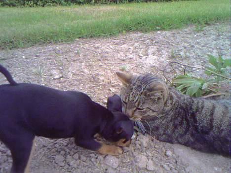 Huskat  * (¯`'PJÆVS'´¯) * - Her er jeg og ham den nye som pludselig er flyttet ind her... Han tror bare at han er så stor og siger nogle underlige lyde til mig, men jeg kan tæske ham til enhver tid, bare kom an, din lille rotte... billede 14