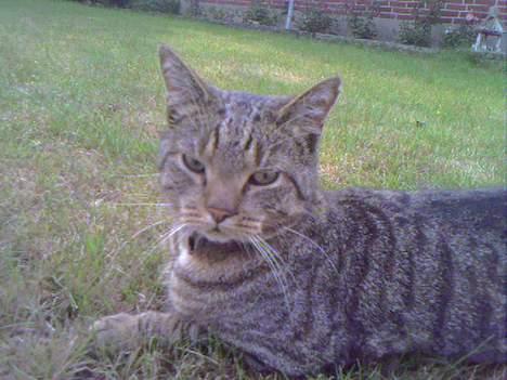 Huskat  * (¯`'PJÆVS'´¯) * - Her hersker Pjævs. billede 15