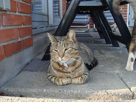 Huskat  * (¯`'PJÆVS'´¯) * billede 16